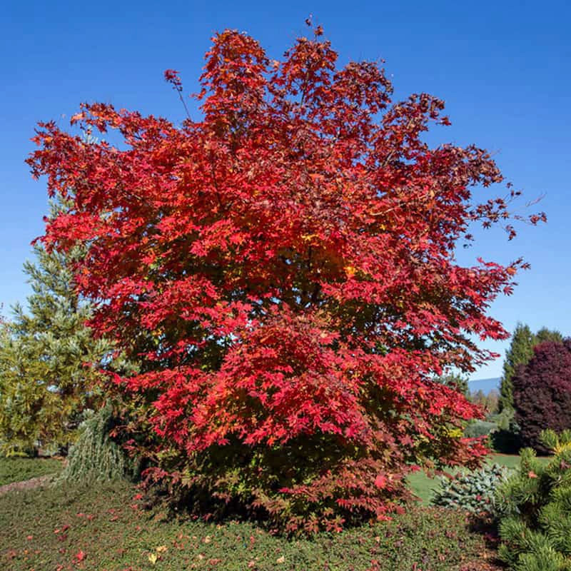 North Wind® Japanese Maple Tree