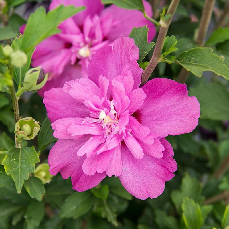 Raspberry Smoothie Hibiscus | Spring Hill Nurseries