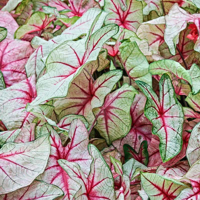 White Queen Caladium