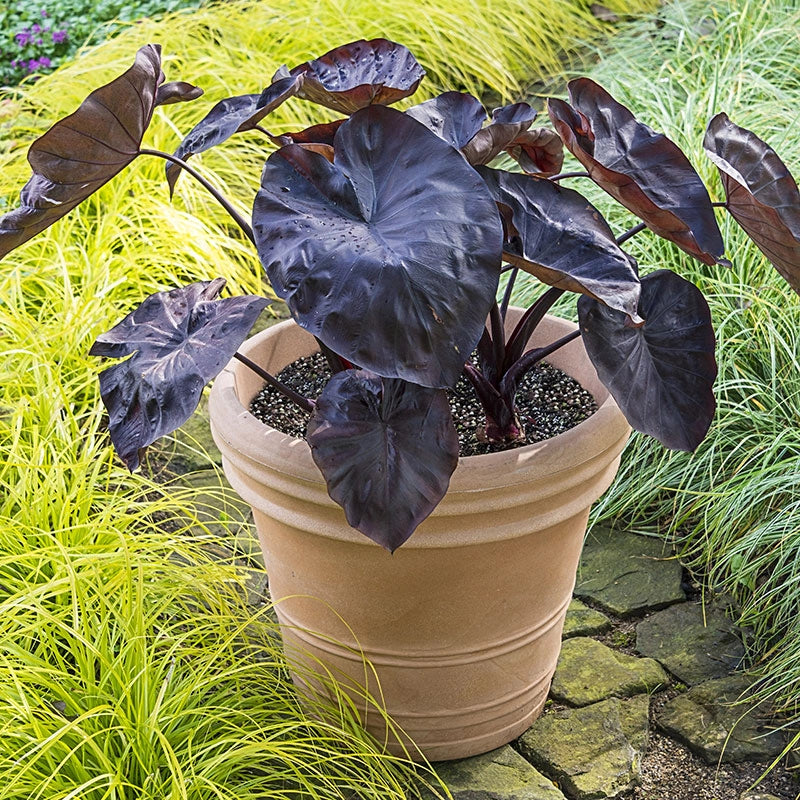 Distant Memory Colocasia