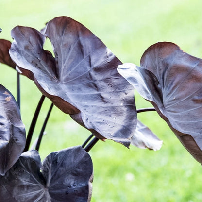 Distant Memory Colocasia