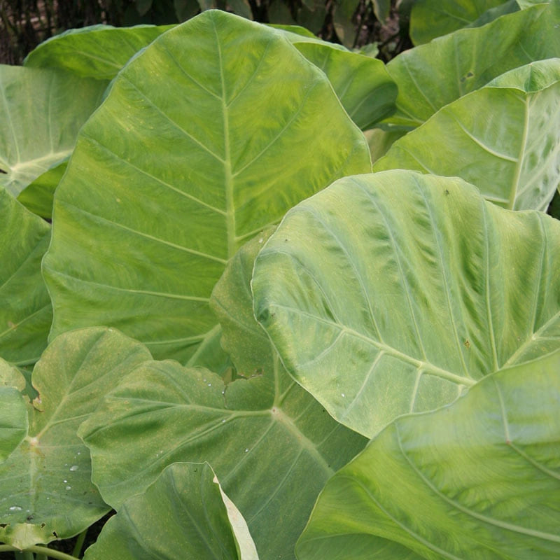 thai elephant ear plant Thailand Giant Colocasia