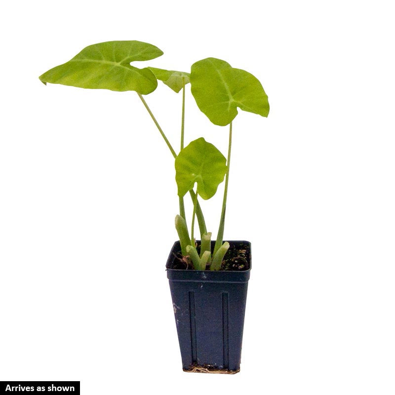 thailand giant colocasia elephant ear plant Thailand Giant Colocasia