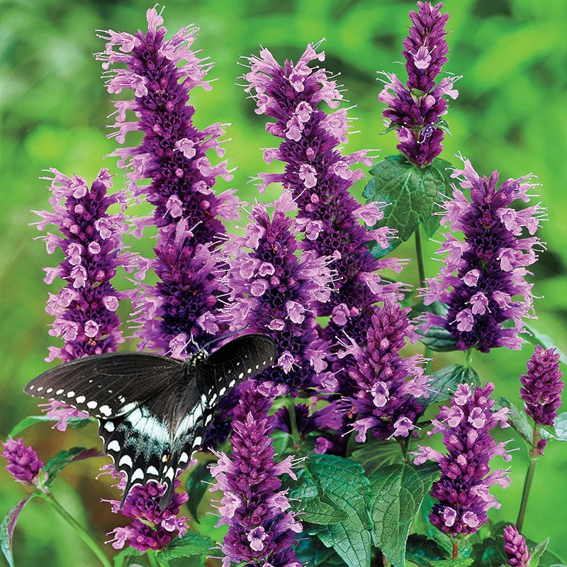 Little Adder Hummingbird Mint