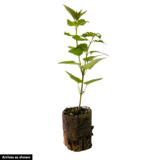 Little Adder Hummingbird Mint