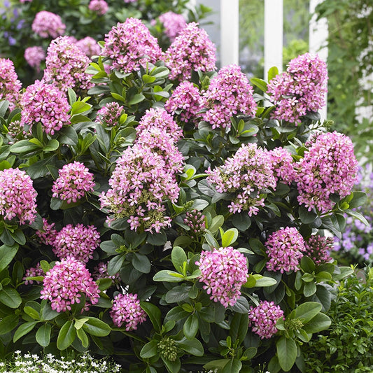 Pink Elle Escallonia – Shrubs