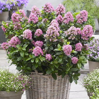 Pink Elle Escallonia