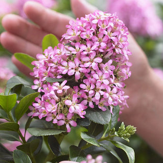 Pink Elle Escallonia