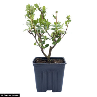 Pink Elle Escallonia