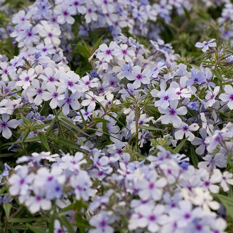 Chattahoochee Phlox