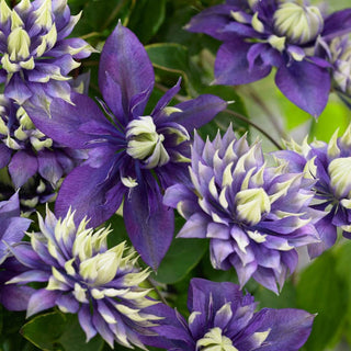 Clematis Taiga