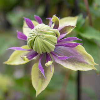 Clematis Taiga
