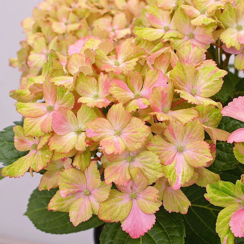 Hydrangea Forever & Ever Fantasia | Spring Hill Nurseries