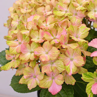 Fantasia Hydrangea