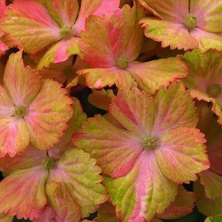Fantasia Hydrangea