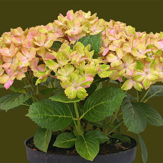 Fantasia Hydrangea
