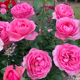 All Dressed Up™ Grandiflora Rose