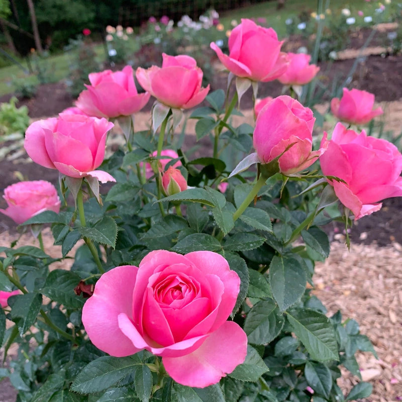 all dressed up rose All Dressed Up