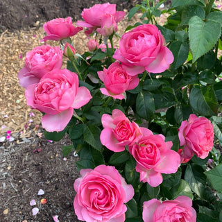 All Dressed Up™ Grandiflora Rose