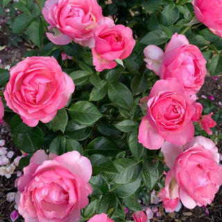 All Dressed Up™ Grandiflora Rose