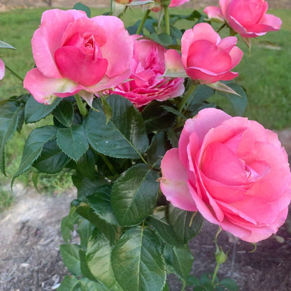 All Dressed Up Rose