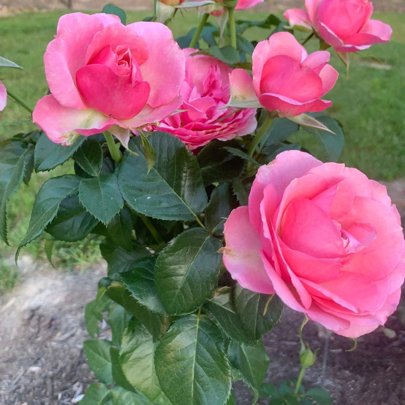 All Dressed Up Grandiflora Rose All Dressed Up Grandiflora Rose