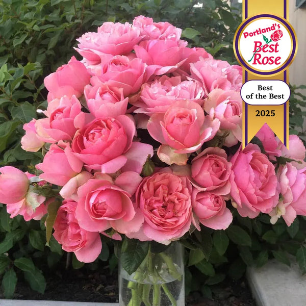 All Dressed Up Grandiflora Rose - Jumbo Fortuniana Wow! Roots | Rosa 'WEKgrasucejuc' PP31315 | Pink | Zone 4-10 | Full Sun