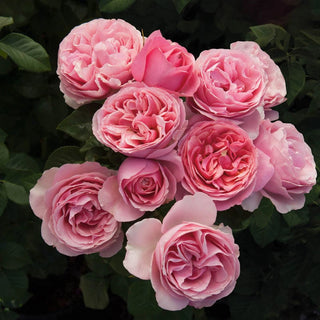 All Dressed Up™ Grandiflora Rose
