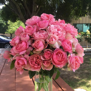 All Dressed Up™ Grandiflora Rose