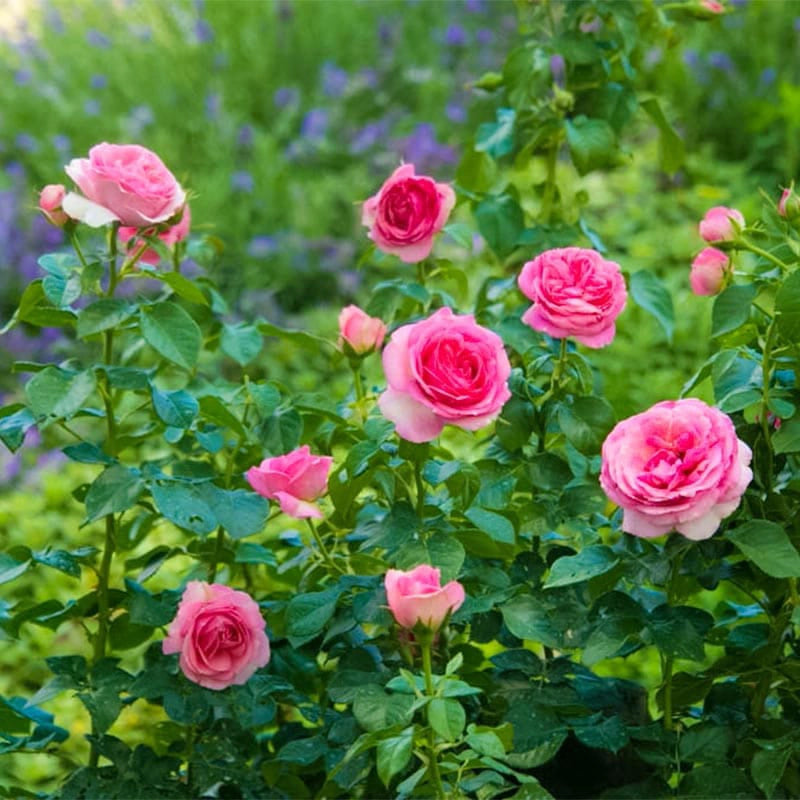 All Dressed Up Grandiflora Rose - Jumbo Fortuniana Wow! Roots All Dressed Up Grandiflora Rose - Jumbo Fortuniana Wow! Roots