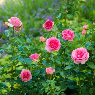 All Dressed Up™ Grandiflora Rose