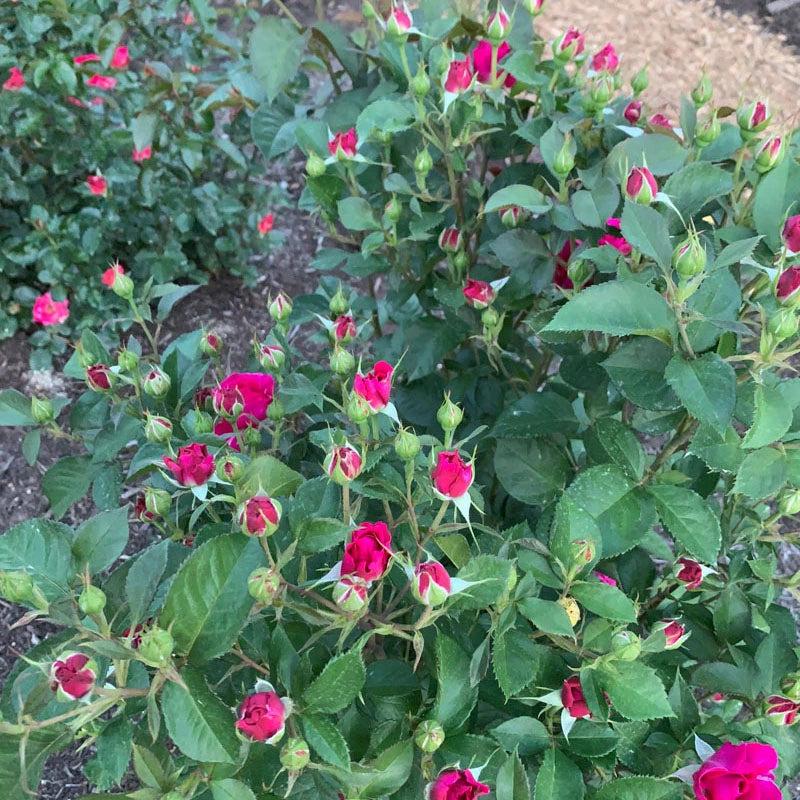 Celestial Night™ Floribunda Rose