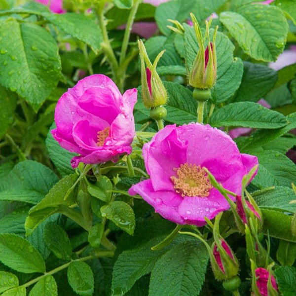 seeded rose hips Sweet Hips Rose | Shop Fruiting Shrubs
