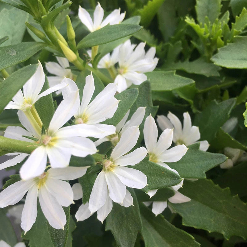 Surdiva® White Scaevola