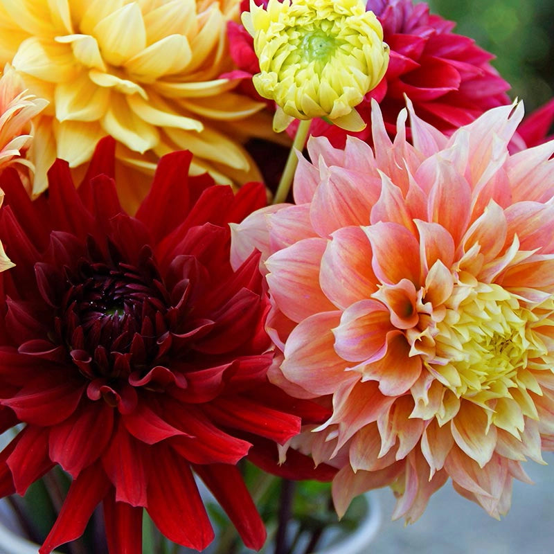 Dinnerplate Dahlia Cutting Blend