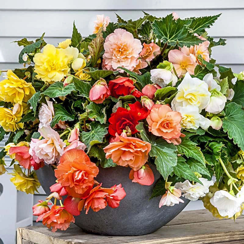 begonia mixed pot Fragrant Begonia Mix