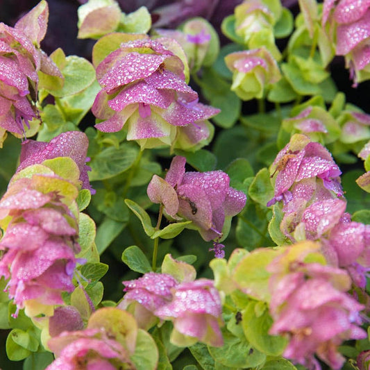 kriechender oregano Kirigami Oregano — Perennial