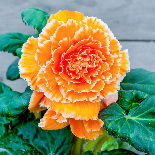 Lace Apricot Begonia - Bulbs| Spring Hill Nurseries