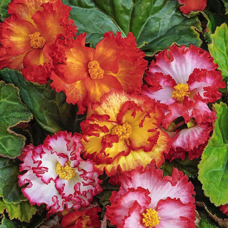 Crispa Marginata Begonia Mix