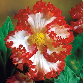 Crispa Marginata Begonia Mix