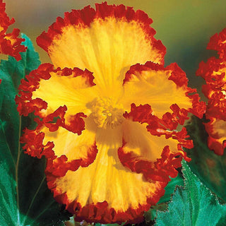 Crispa Marginata Begonia Mix