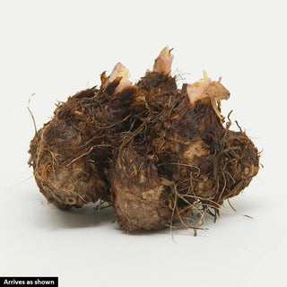 Crispa Marginata Begonia Mix