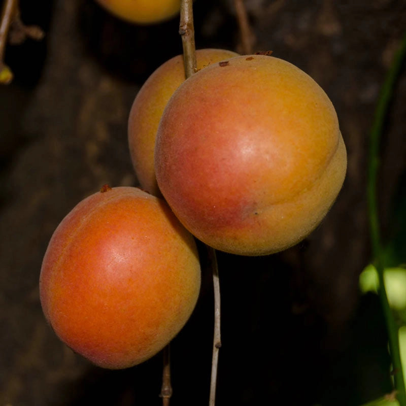 Katy Apricot