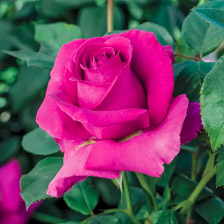 All My Loving Hybrid Tea Rose