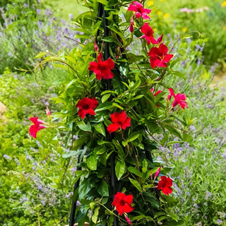 French Country Folding Tuteur