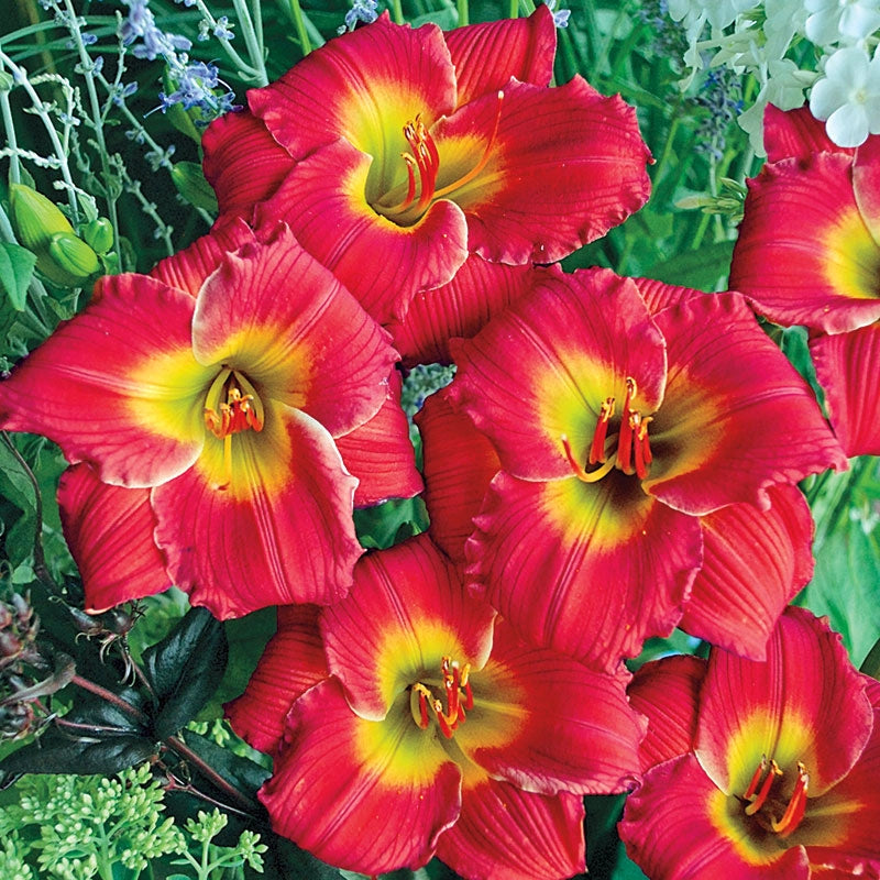 Red Hot Returns Daylily