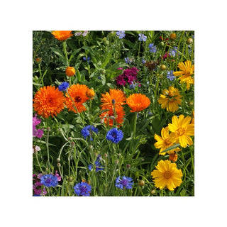 Spring Hill Wrap & Grow