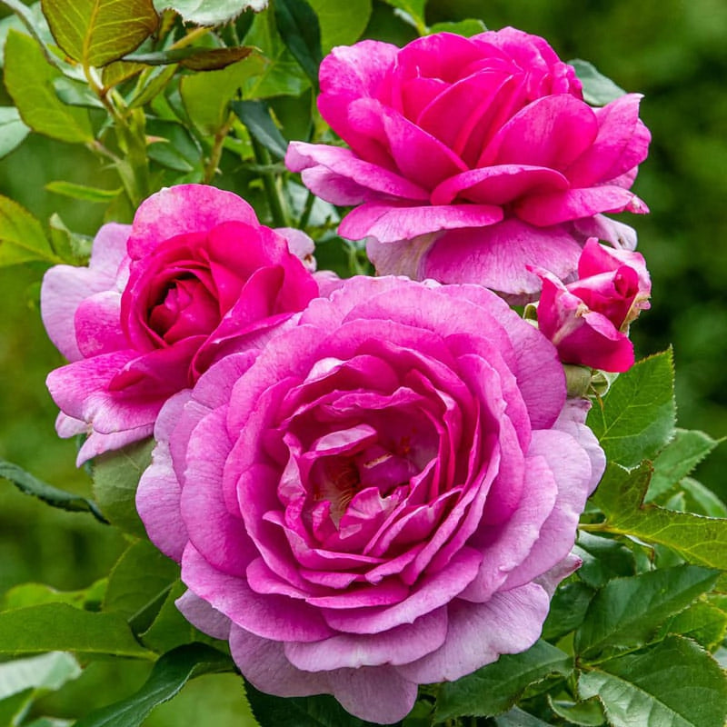 Tea Roses Hybrid Tea Roses for Sale - Hybrid Tea Rose Varieties – Spring Hill Nursery