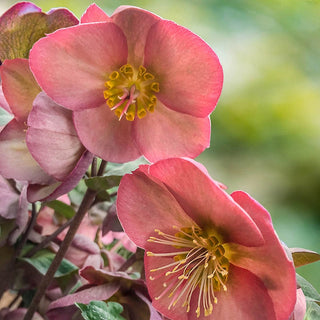 Frostkiss™ Penny's Pink Hellebore