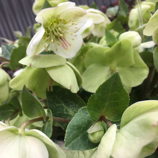Molly's White Hellebore